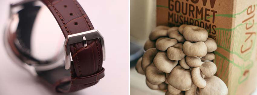 Portekiz Kemeri ve Ünlü Portekiz Mantarı