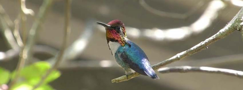 Bee Hummingbird Kuşu