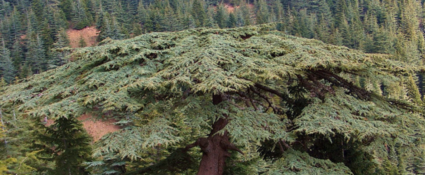 Körçoban Tabiatı Rezerv