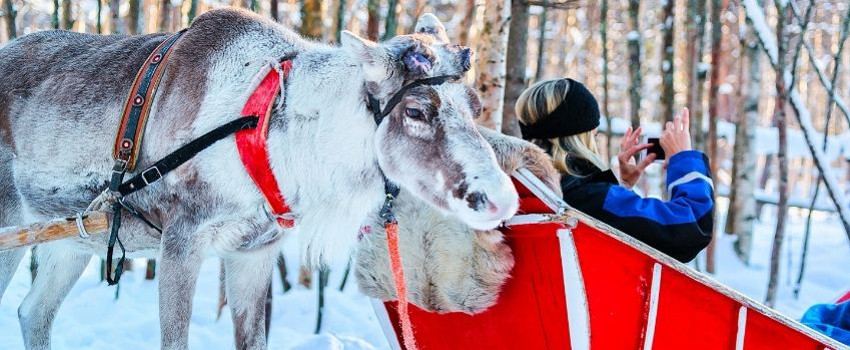 ren geyikleri rovaniemi.jpg