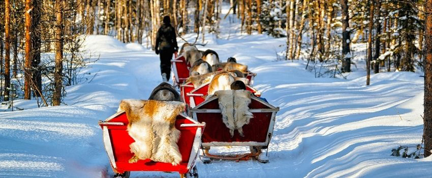 ren geyikleriyle kızak turu.jpg