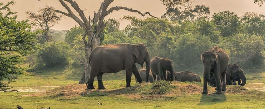 sri-lanka-gezisi (6).jpg