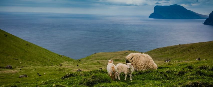 faroe-adalari-koyunlari.jpg faroe-adalari-koyunlari.jpg