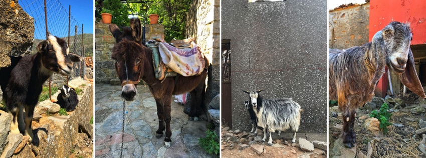 Keçileriyle Meşhur Gökçeada'da Hayvan Dostlar