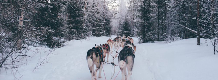 huskyy.jpg