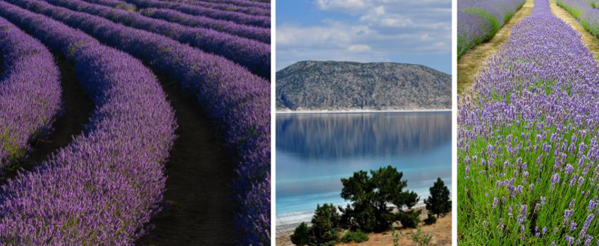 isparta-lavanta-tarlalari.jpg isparta-lavanta-tarlalari.jpg