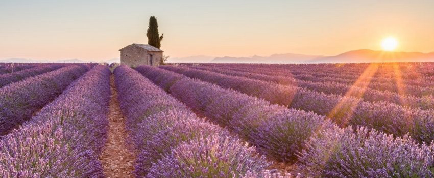 provence.jpg provence.jpg