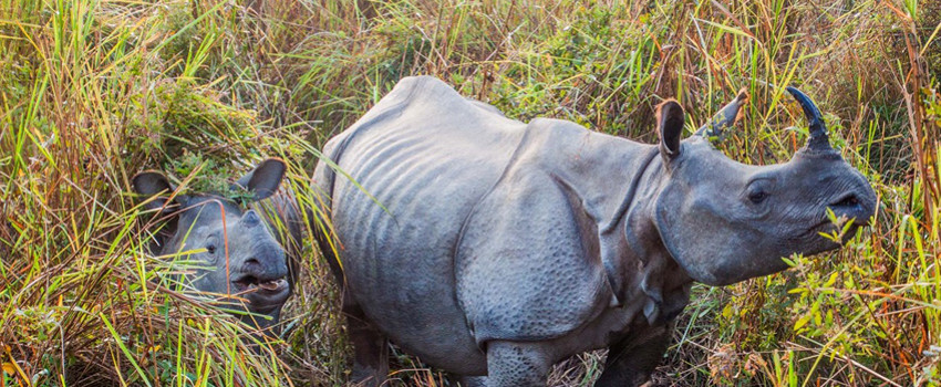 rhino.jpg rhino.jpg